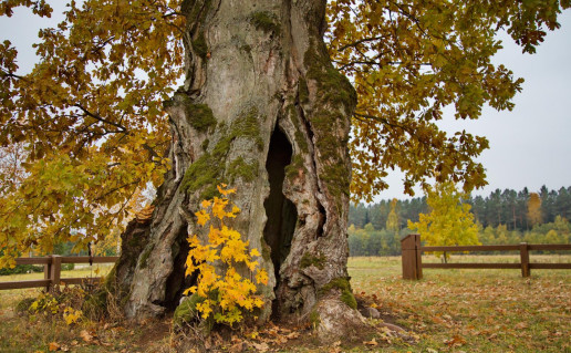 5_Gudlaukio azuolas.jpg